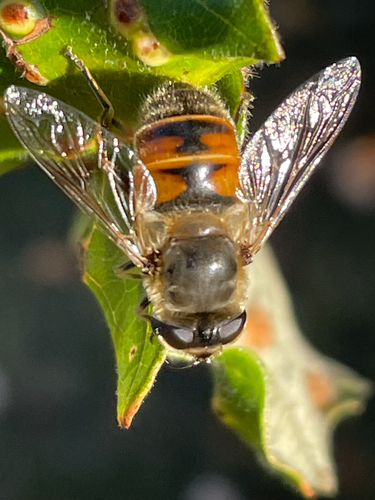 Unknown species found near Portsmouth, NH, US