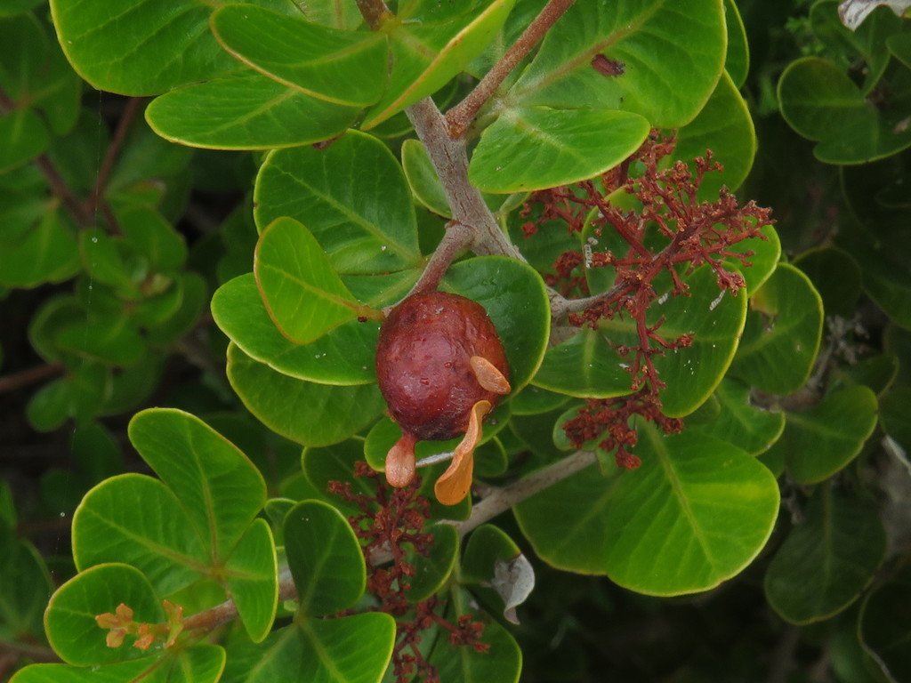 Rhoophilus loewi