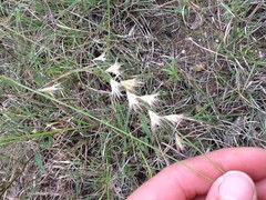 Bouteloua rigidiseta