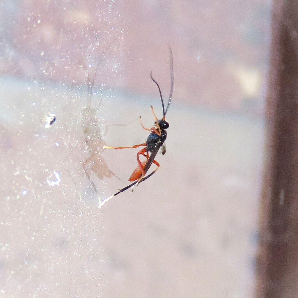 Ichneumonid Wasps from Wallaga Lake NSW 2546, Australia on October 11 ...