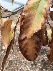Xylella fastidiosa