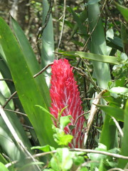 Quesnelia quesneliana