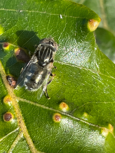 Unknown species found near Portsmouth, NH, US