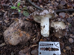 Lactarius argillaceifolius megacarpus