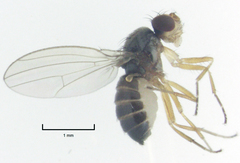 Scaptomyza elmoi