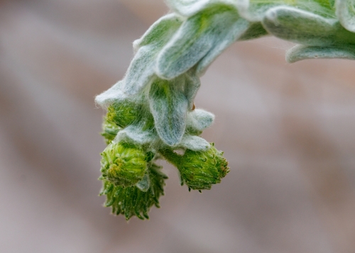 Godfrey's Goldenaster (Chrysopsis godfreyi)