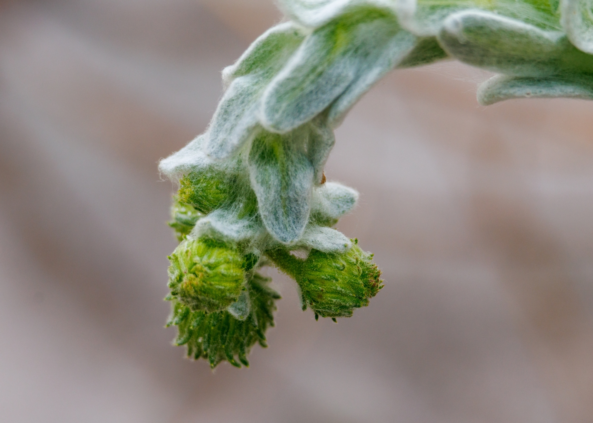 Godfrey's Goldenaster (Chrysopsis godfreyi)