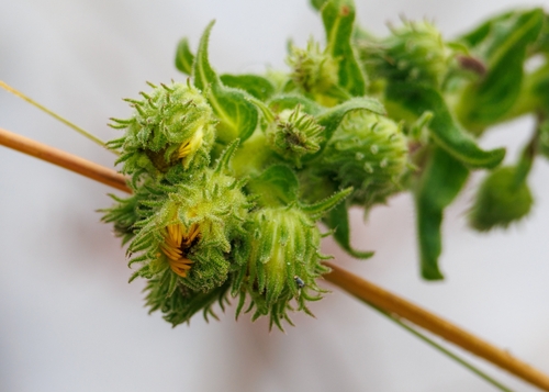 Chrysopsis godfreyi, photograph 1