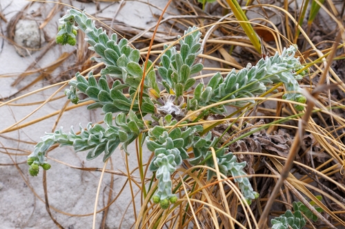 Chrysopsis godfreyi, photograph 2