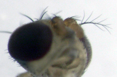 Scaptomyza elmoi