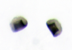 Scaptomyza elmoi