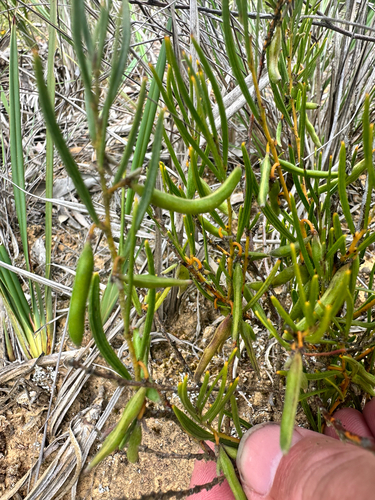 Bynoe's Wattle (Acacia bynoeana)
