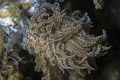 Phyllodesmium