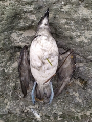 Pelecanoides urinatrix