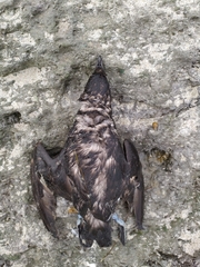 Pelecanoides urinatrix