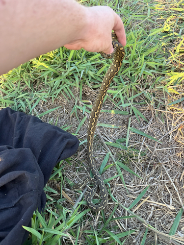 Coastal Carpet Python sighting