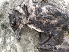 Pelecanoides urinatrix