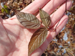 Rubus canadensis