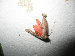 Teracotona submacula