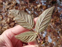 Rubus canadensis