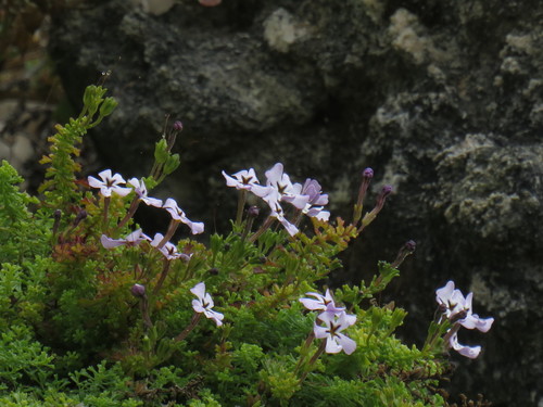 Image of Jamesbrittenia stellata by (c) Jeremy Gilmore, some rights reserved (CC BY)