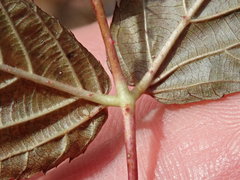 Rubus canadensis