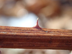 Rubus canadensis