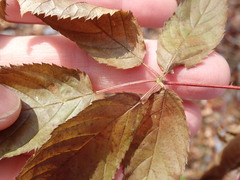 Rubus canadensis