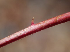 Rubus canadensis