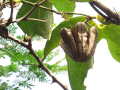 Aristolochia macroura
