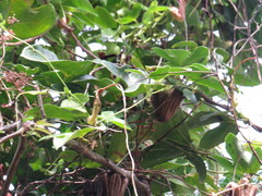 Aristolochia macroura