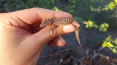 Phyllodactylus nocticolus