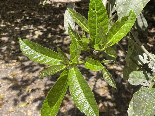 Ficus copiosa observed 2025-10-12