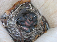 Ficedula hypoleuca