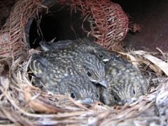 Ficedula hypoleuca
