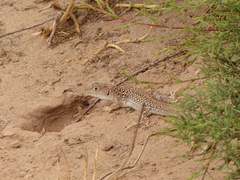 Acanthodactylus margaritae