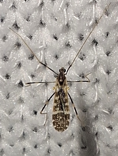 Unknown species found near Woodworth, LA 71485, USA