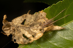 Talitropsis poduroides