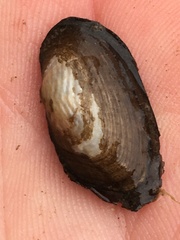 Sagittunio subrostratus