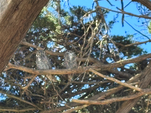 View observation of {o.common_name} on iNaturalist