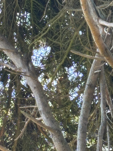View observation of {o.common_name} on iNaturalist