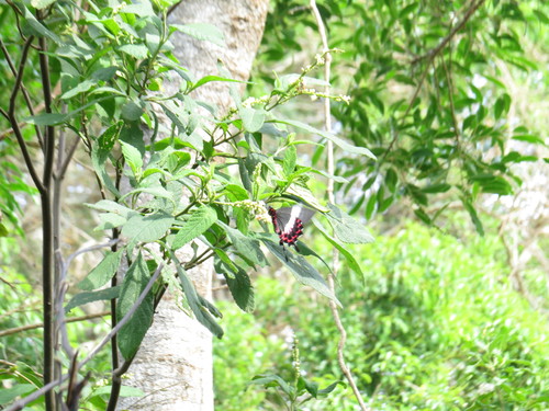 Photo of fluminense swallowtail (Parides ascanius)