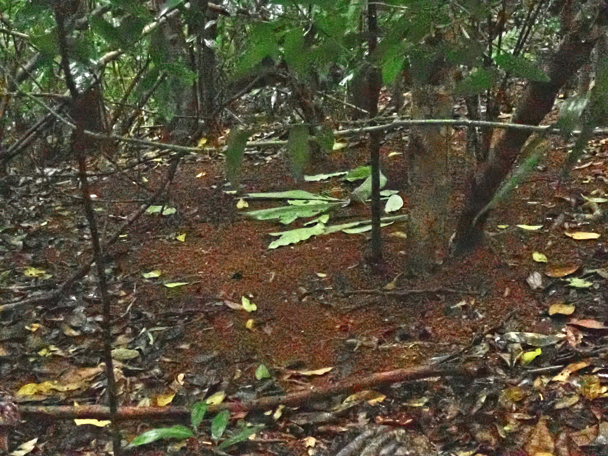 Tooth-billed Bowerbird (Scenopoeetes dentirostris), photo 7