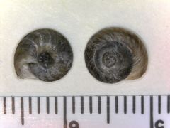 Oreohelix parawanensis