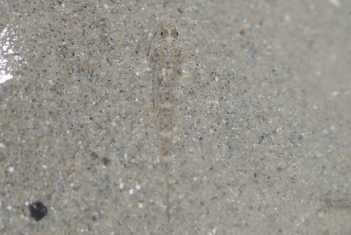 Pale silhouette goby (Silhouettea evanida) — Gobiidae — 3