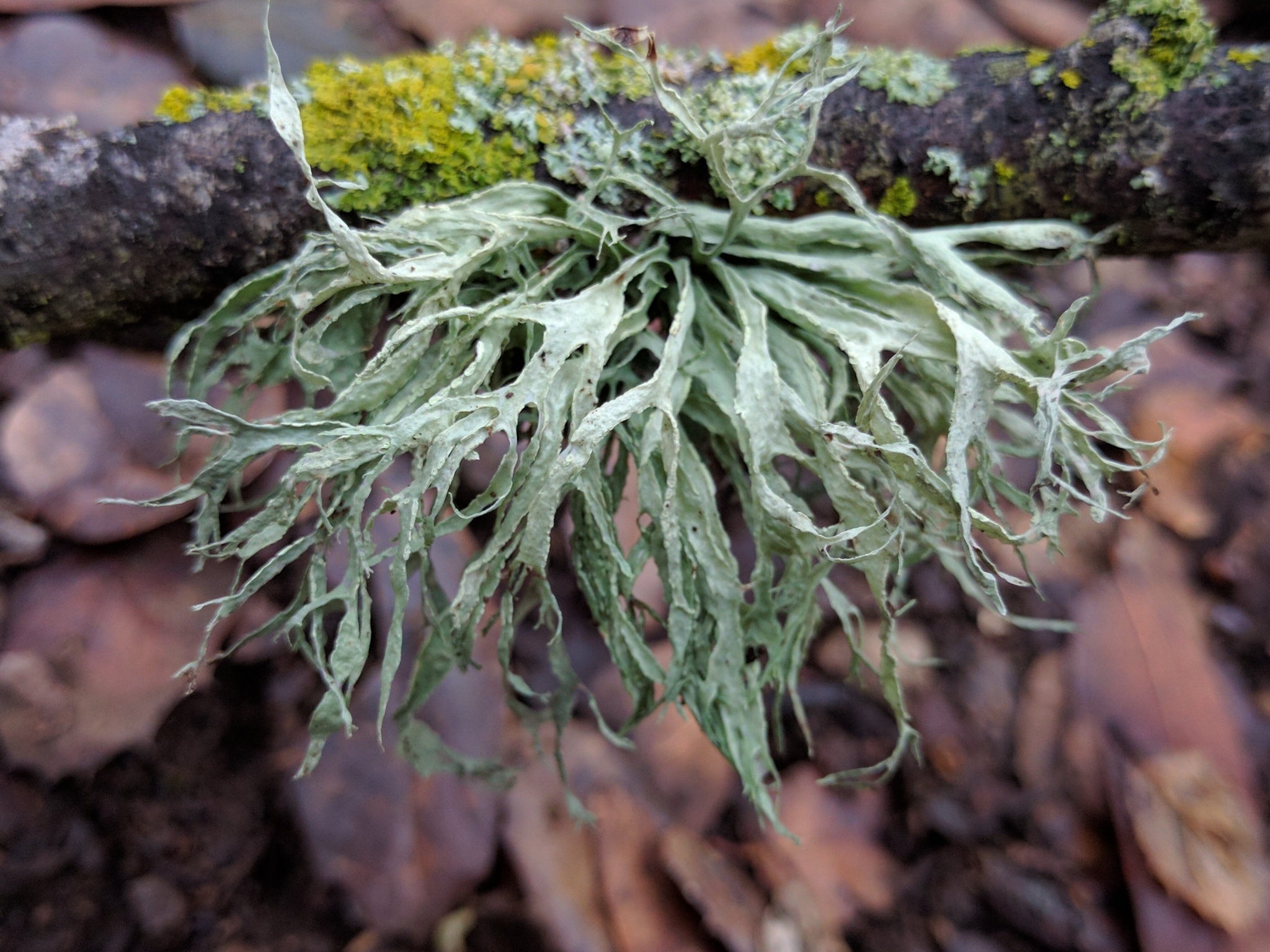 Ramalina farinacea image