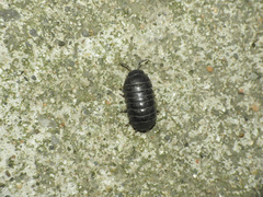 Armadillidium vulgare