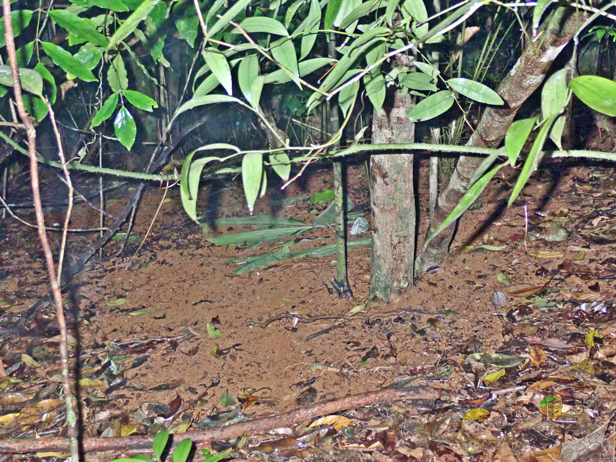 Tooth-billed Bowerbird (Scenopoeetes dentirostris), photo 8