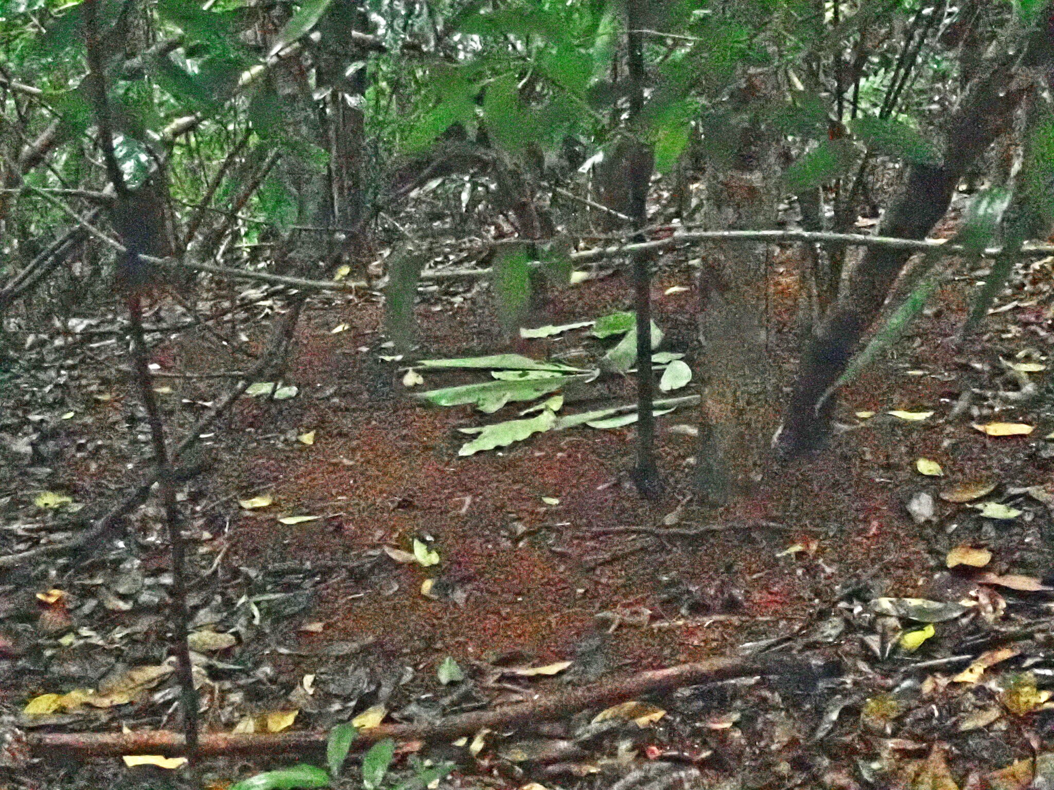 Tooth-billed Bowerbird (Scenopoeetes dentirostris), photo 9