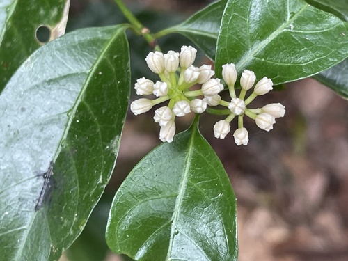 Gynochthodes jasminoides observed 2025-10-12
